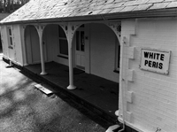 white peris 1.JPG