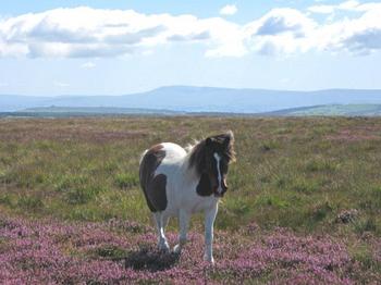 Llanllwni Mountain 500.jpg