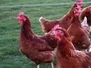 chickens
